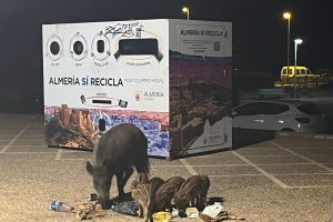 Jabalíes en el barrio de Cabo de Gata este verano. Foto: McYebra.