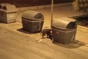 Jabalíes en contenedores de basura de La Cañada el pasado 8 de agosto.