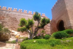 Este árbol es podado en verano e impide que dé sombra a los visitantes,  plantea Ustea.