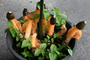 Phallus cinnabarina, el supuesto hongo sexual. Don Hemmes
