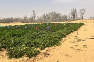 Explotación intensiva de tomates en el Centro de Investigación Agrícola del Desierto de Ramat-HaNegev, Israel (Foto de Nick Ferris)
