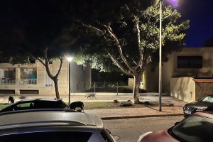 Jabalíes en las noches de Cabo de Gata. Foto cedida por @srgarcia.