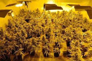 Una de las plantaciones encontradas.