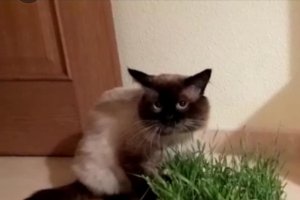 Imagen de Akbars, gato desaparecido en Almerimar (El Ejido).