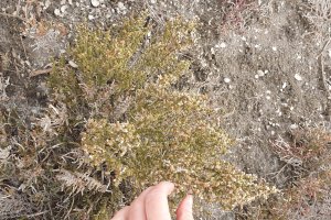 Así luce el \"garbancillo\" en las Salinas.