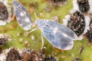 Aleurocanthus spiniferus (La Unió Llauradora) /Phytoma
