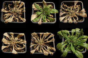 Las plantas tratadas con iSB09 (derecha) resisten hasta 16 días de sequía y se recuperan cuando vuelven a regarse./ Lozano-Juste et. al. Sci. Adv.