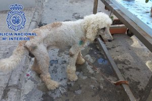 El animal encontrado en El Ejido.