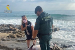 El delfín varado en Garrucha.