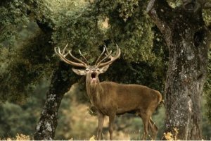 Un ejemplar de ciervo durante la berrea, en una foto de archivo.