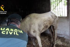 Archivo de la Guardia Civil de la investigación de maltrato animal.