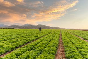 De la semilla hasta su plato.