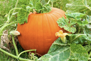 Cultivo de calabaza