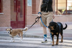 Una persona pasea a dos perros.
