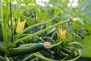 Calabacín en un invernadero almeriense.