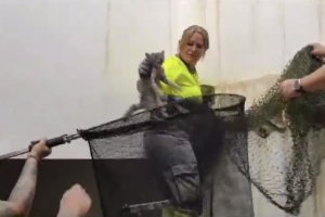 Momento en el que la gata era rescatada de la tubería