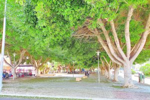 Las zonas arboladas suponen un buen refugio con varios grados por debajo de la temperatura ambiente.