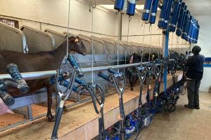 Sala de ordeño caprino.