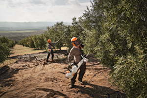 Campaña de recogida de la aceituna.