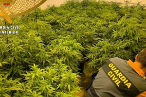 Imagen de archivo de una plantación de marihuana.