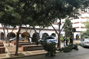 Varias ramas se caen a la calzada.