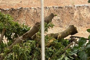 Árboles talados en la Rambla de San Antonio en Aguadulce.