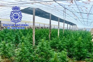 Imagen de la plantación facilitada por la Policía Nacional.