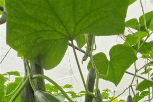 Nairobi, el nuevo pepino holandés de Semillas Fitó para ciclo corto