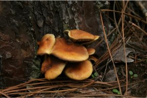 En noviembre se celebrarán varias de estas citas centradas en las setas.