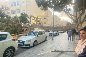 Un árbol caído tras el temporal de este jueves.