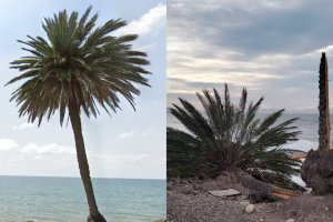 La conocida palmera ubicada frente a la Universidad de Almería.