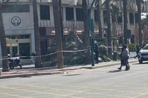 Palmera caída en la Rambla.