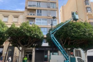 Los trabajadores de Zonas Verdes en los árboles del Paseo de Almería tras el temporal