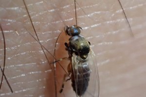 El insecto descubierto en Almería.