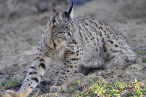 Imagen de archivo de un ejemplar de lince ibérico. Foto: MITECO.