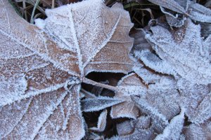 La escarcha, un fenómeno que no se veía desde principios del invierno pasado