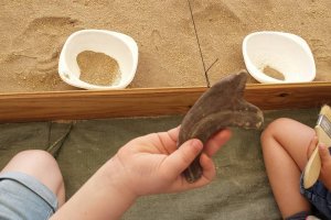 Clasificar e identificar fósiles, una actividad que despierta la curiosidad infantil.