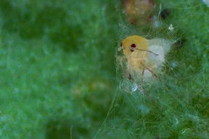 Mosca blanca colonizada por el hongo de Mycotal