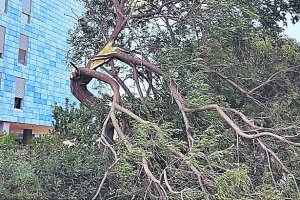 Árbol quebrado por un temporal de viento.
