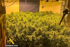 Cultivo de marihuana en Tabernas.