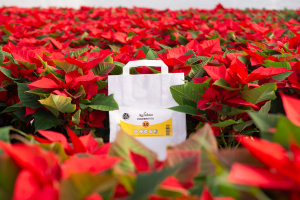 Nueva tecnología de Agrobio para el control biológico en Poinsettia