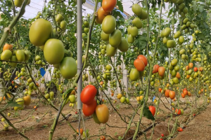 Una cosecha de Arondir en planta.
