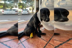 Esperanza, en el veterinario donde lucha por recuperarse.