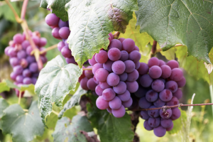 Las condiciones climatológicas han repercutido en la calidad de la uva almeriense