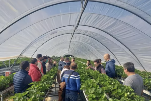 Imagen de un invernadero en la provincia de Huelva. IFAPA