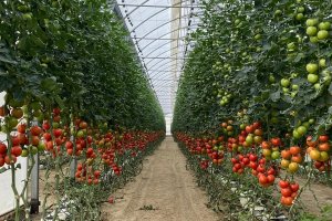 El tomate se ha visto favorecido por la llegada del frío y el aumento de la demanda de cara a la Navidad.
