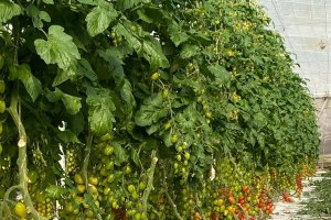 Carbonite en la finca de Juan Antonio Antequera.