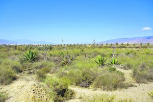 Suelos en los que se desarrollará el Dreambeach