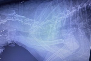 Radiografía en la que se aprecia el anzuelo en la garganta de la podenca.