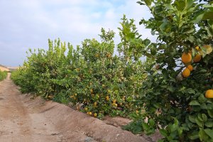 La producción de cítricos cae en Almería un 5%